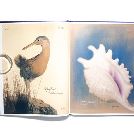 Laszlo Layton: Pictorial Zoology