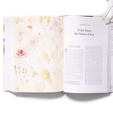 The Bauers Joseph, Franz & Ferdinand : Masters of Botanical Illustration