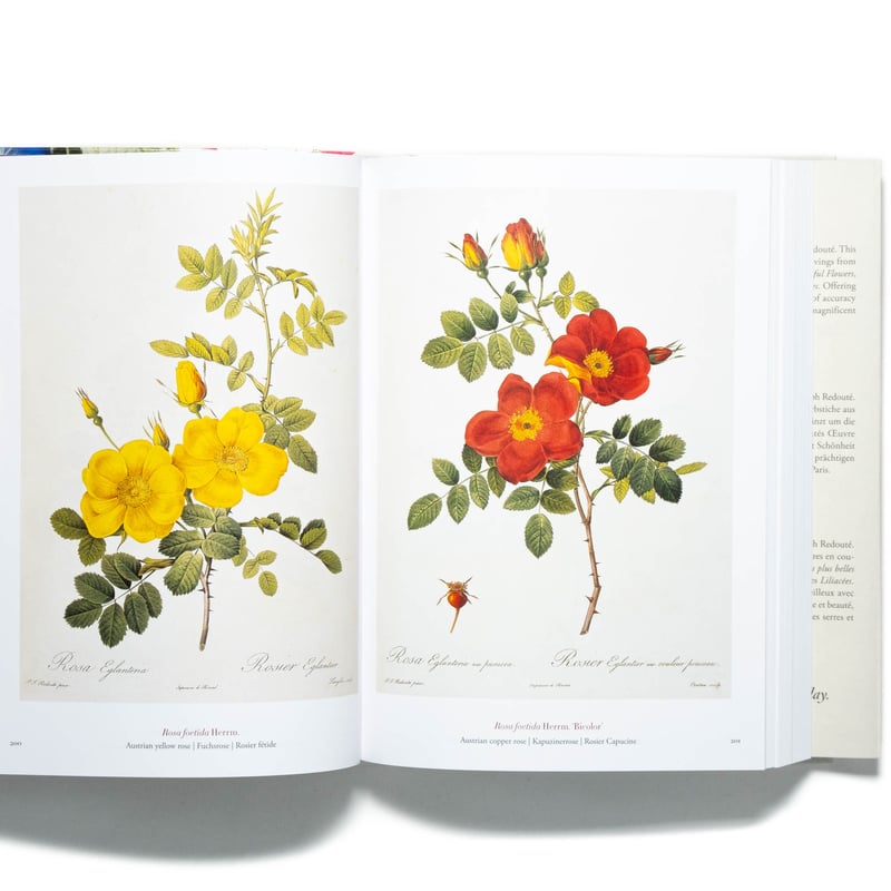Redouté: The Book of Flowers. 40th Ed. | Art Bo