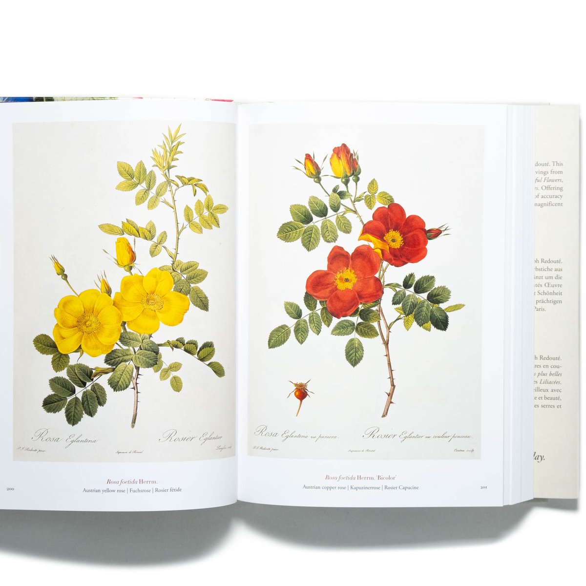 Redouté: The Book of Flowers. 40th Ed. | Art Bo Redouté: The Book of Flowers. 40th Ed. | Art Bo