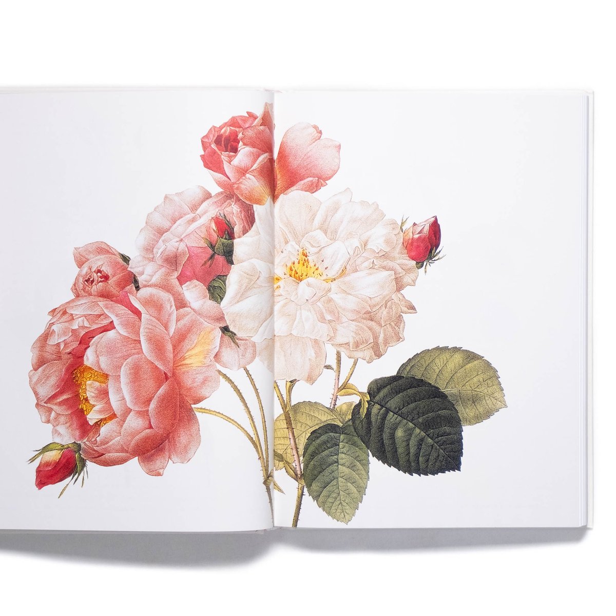 Redouté. Roses | Art Book Iskusstvo