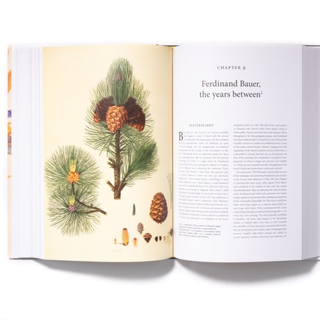 The Bauers Joseph, Franz & Ferdinand : Masters of Botanical Illustration