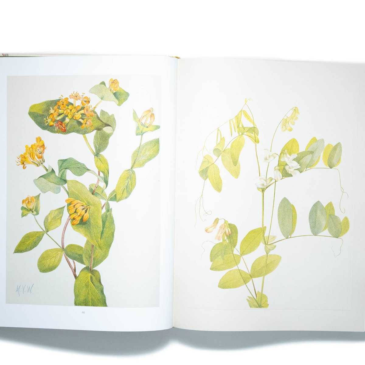 超希少 1876年 アンティーク WILD FLOWERS 手彩色 大型本 超希少 1876年 アンティーク WILD FLOWERS 手彩色 大型本