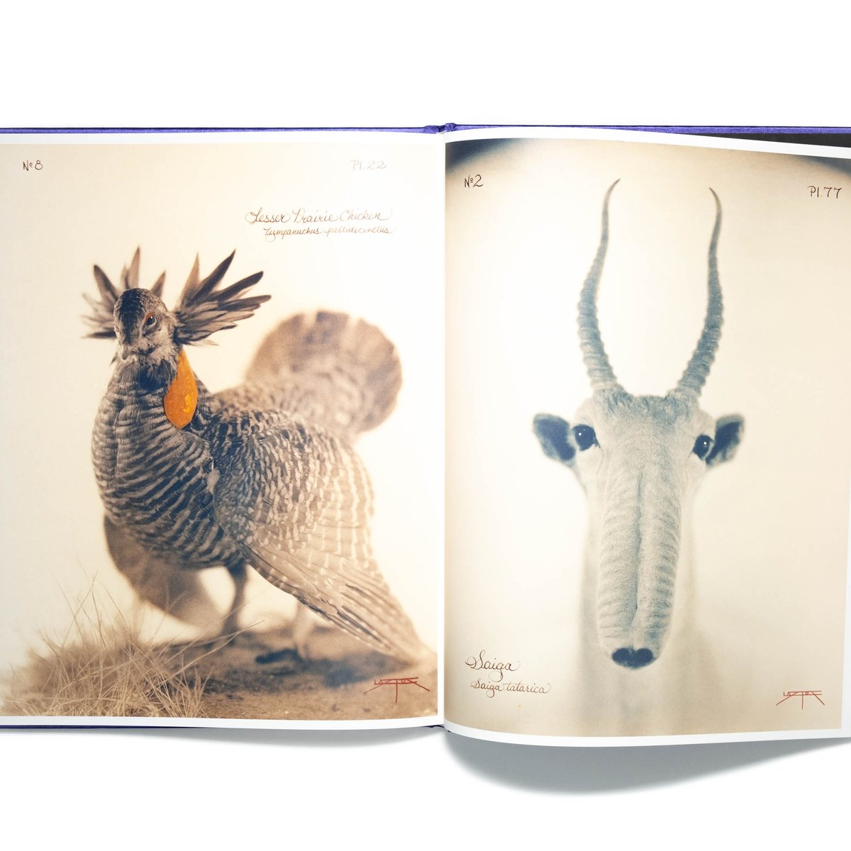 Pictorial Zoology　Laszlo Layton 　限定1000部 s-l1200.jpg