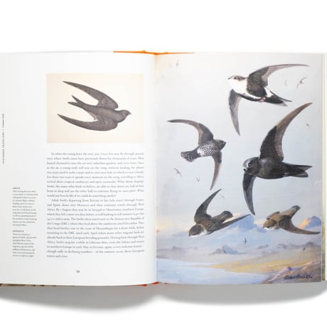 Remarkable Birds