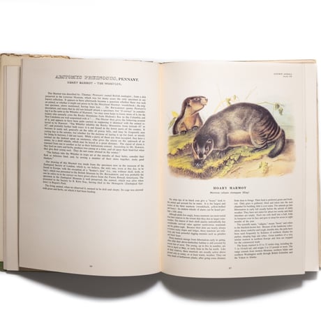 The Imperial Collection of Audubon Animals