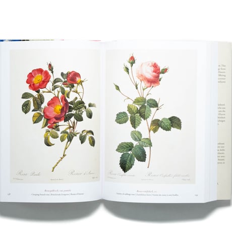 Redouté: The Book of Flowers. 40th Ed.