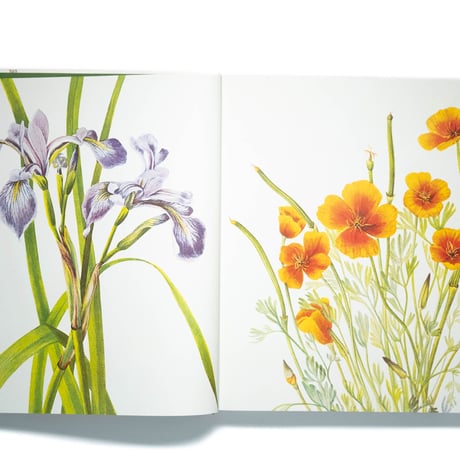 Wild Flowers of North America