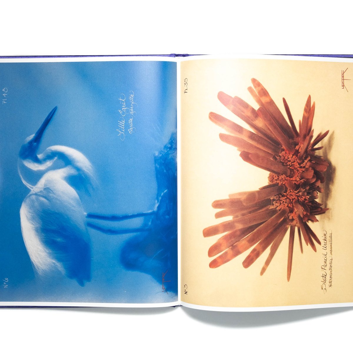 Pictorial Zoology　Laszlo Layton 　限定1000部 s-l1200.jpg