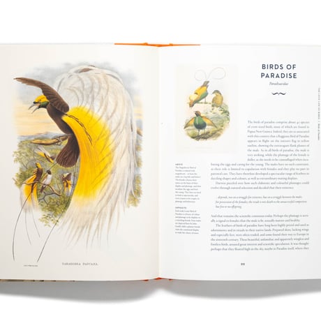 Remarkable Birds