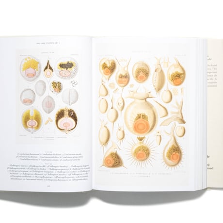 The Art and Science of Ernst Haeckel. 40th Ed.