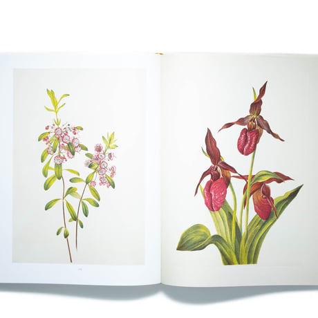Wild Flowers of North America