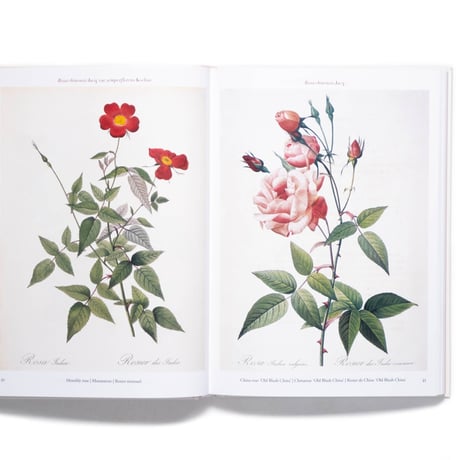 Redouté. Roses