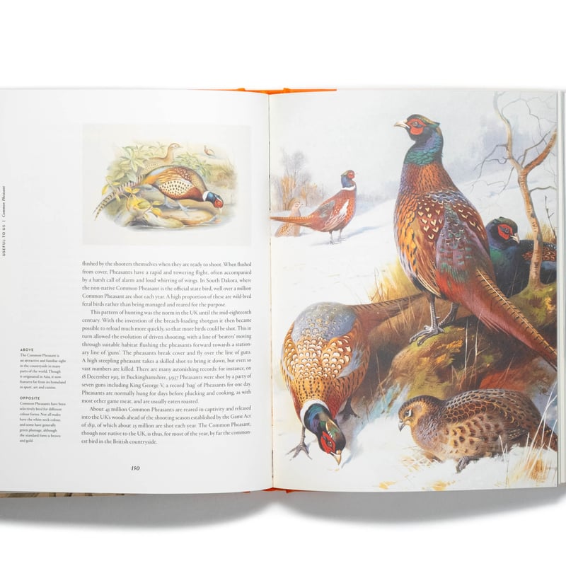 絵 プリント 動物 鳥 英国 イギリス 海外作家 絵 プリント 動物 鳥