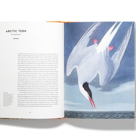 Remarkable Birds