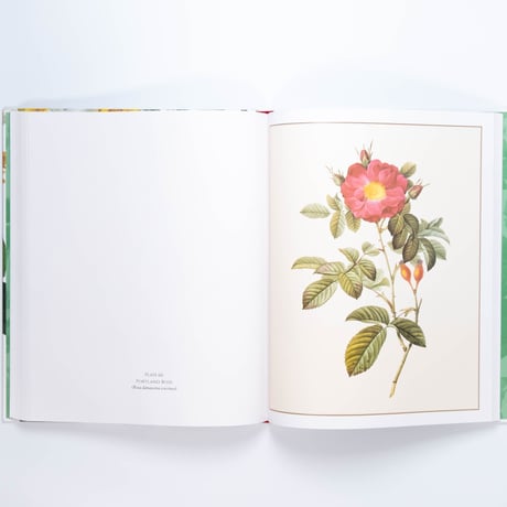 Redouté: Fabulous Flowers