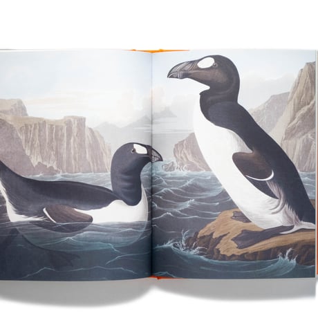 Remarkable Birds
