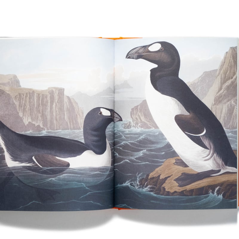 Extinct Birds【絶滅鳥類　洋書】 Extinct Birds【絶滅鳥類 洋書】