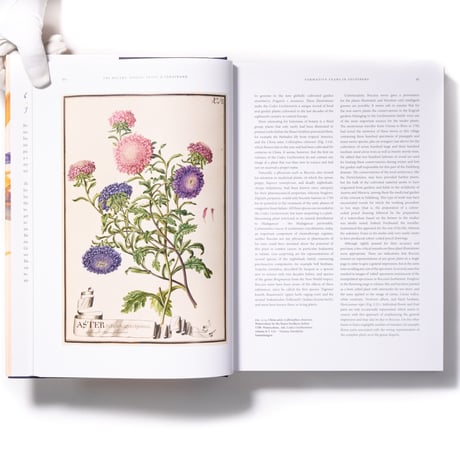 The Bauers Joseph, Franz & Ferdinand : Masters of Botanical Illustration