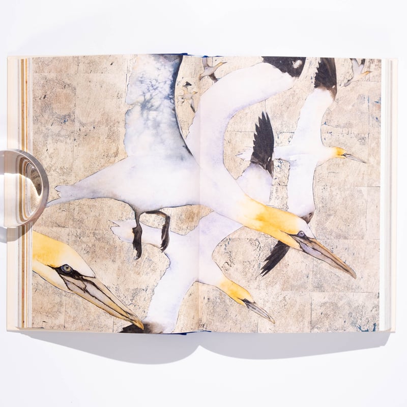 The Book of Birds : A Field Guide to Wonder and