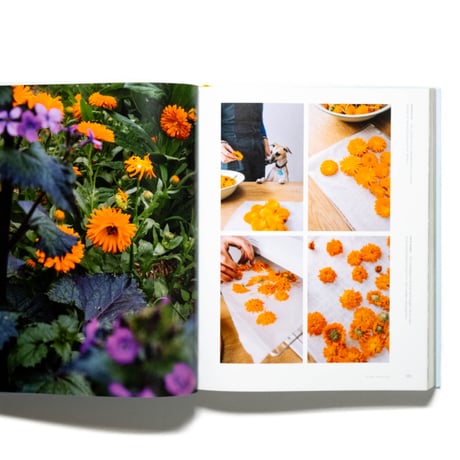 Super Bloom: A Field Guide to Flowers for Every Gardener