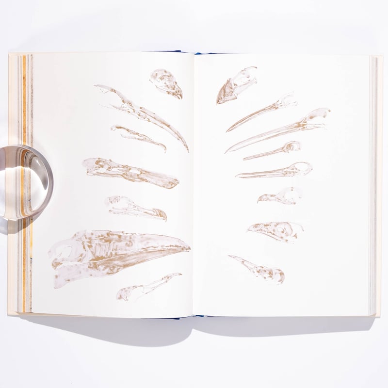 The Book of Birds : A Field Guide to Wonder and