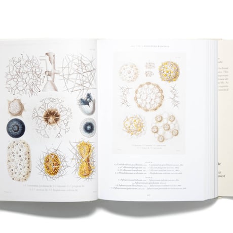 The Art and Science of Ernst Haeckel. 40th Ed.
