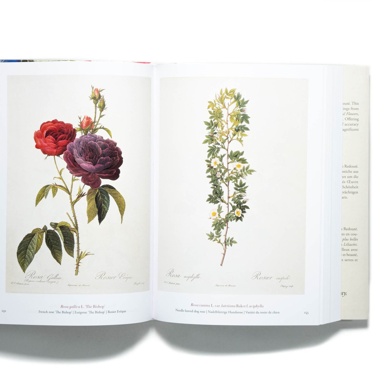 Redouté: The Book of Flowers. 40th Ed. | Art Bo Redouté: The Book of Flowers. 40th Ed. | Art Bo