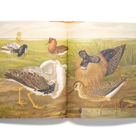 Remarkable Birds