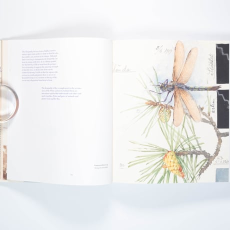 Hilma af Klint: What Stands Behind the Flowers