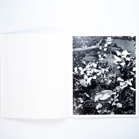 Benedetta Casagrande - All Things Laid Dormant
