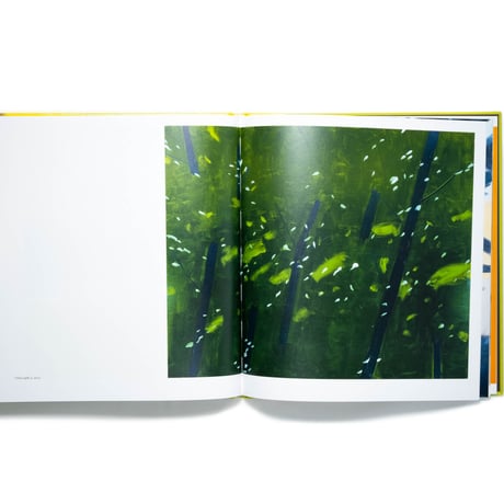 Alex Katz: Quick Light