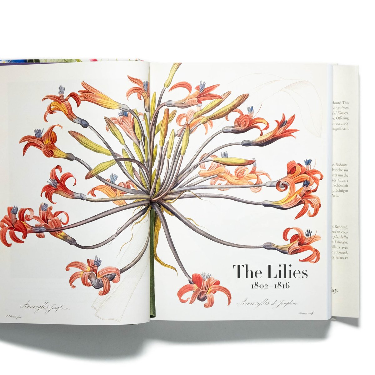 Redouté: The Book of Flowers. 40th Ed. | Art Bo Redouté: The Book of Flowers. 40th Ed. | Art Bo