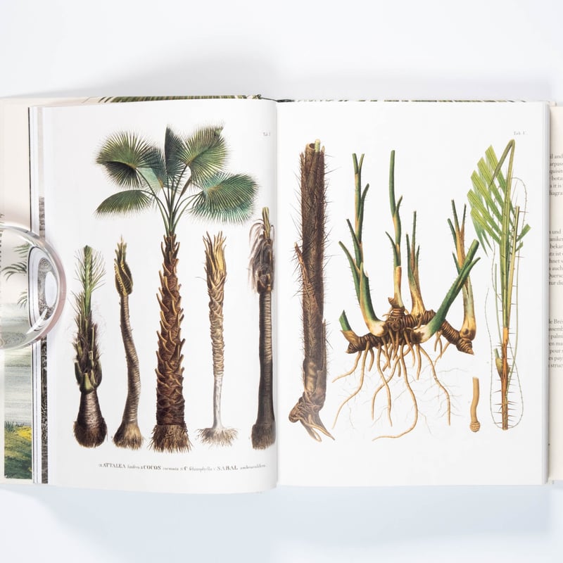 Martius. The Book of Palms. 45th Ed. | Art Book