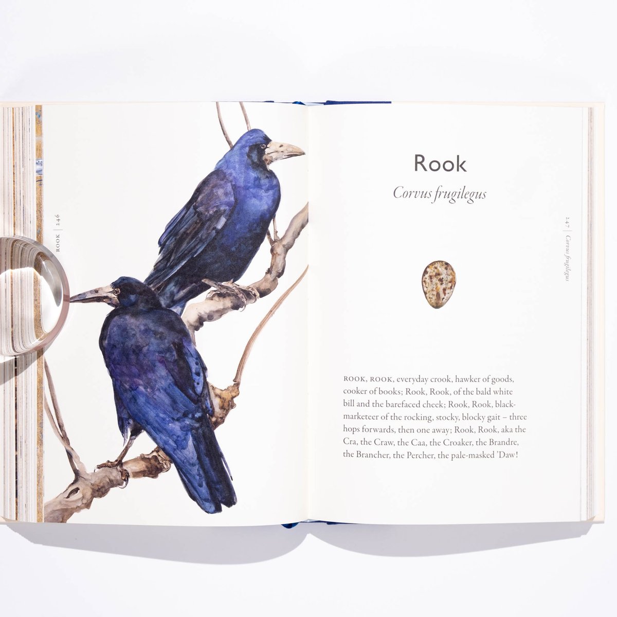 The Book of Birds : A Field Guide to Wonder and