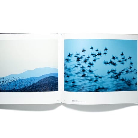 Søren Solkær: Starling