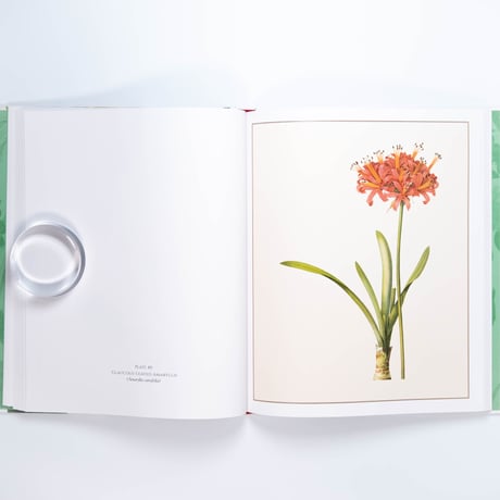 Redouté: Fabulous Flowers