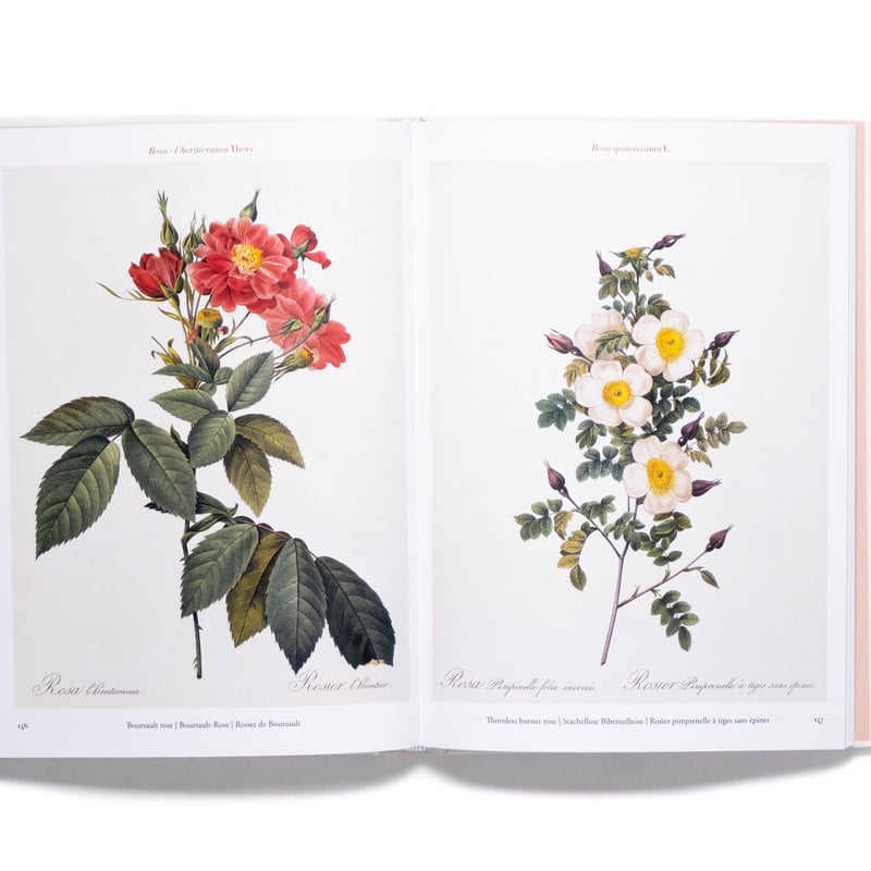 Redouté. Roses | Art Book Iskusstvo