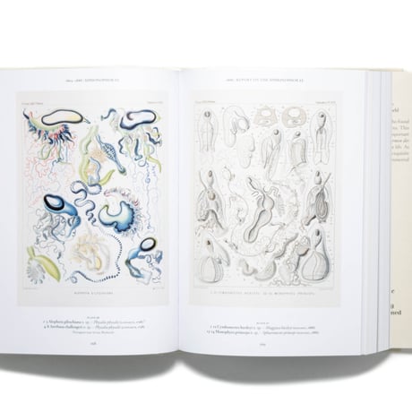 The Art and Science of Ernst Haeckel. 40th Ed.