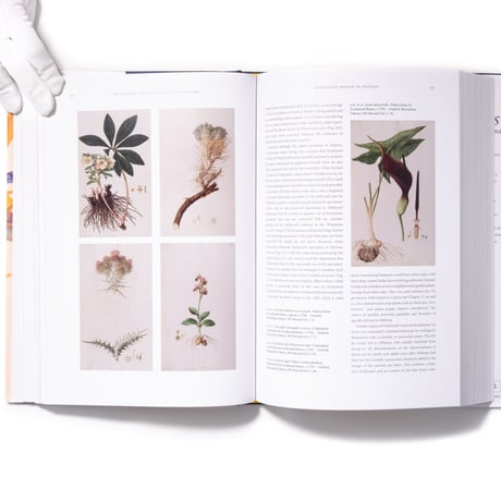 The Bauers Joseph, Franz & Ferdinand : Masters of Botanical Illustration