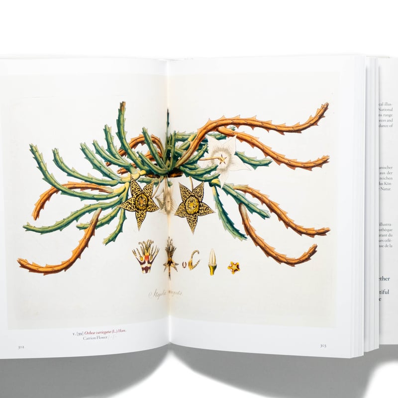 アンデルセン 詩と植物画 画集「und eine e Blume」 アンデルセン 詩と植物画 画集「und eine e Blume