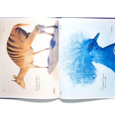 Laszlo Layton: Pictorial Zoology