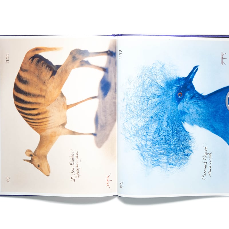 Laszlo Layton: Pictorial Zoology | Art Book Isk