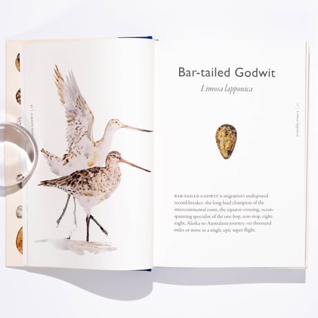 The Book of Birds : A Field Guide to Wonder and Loss