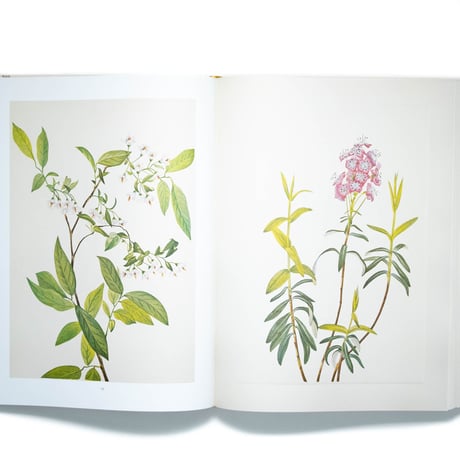 Wild Flowers of North America