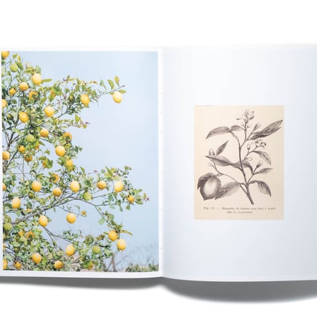Klaus Pichler — Fear Guards the Lemon Grove