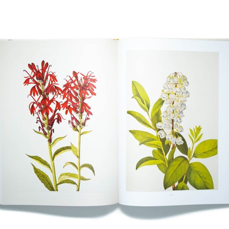 Wild Flowers of North America