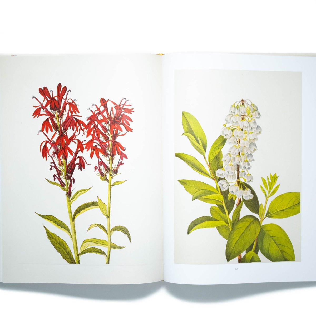 超希少 1876年 アンティーク WILD FLOWERS 手彩色 大型本 イギリス アンティーク ボタニカルアート/植物画 石版画 (John