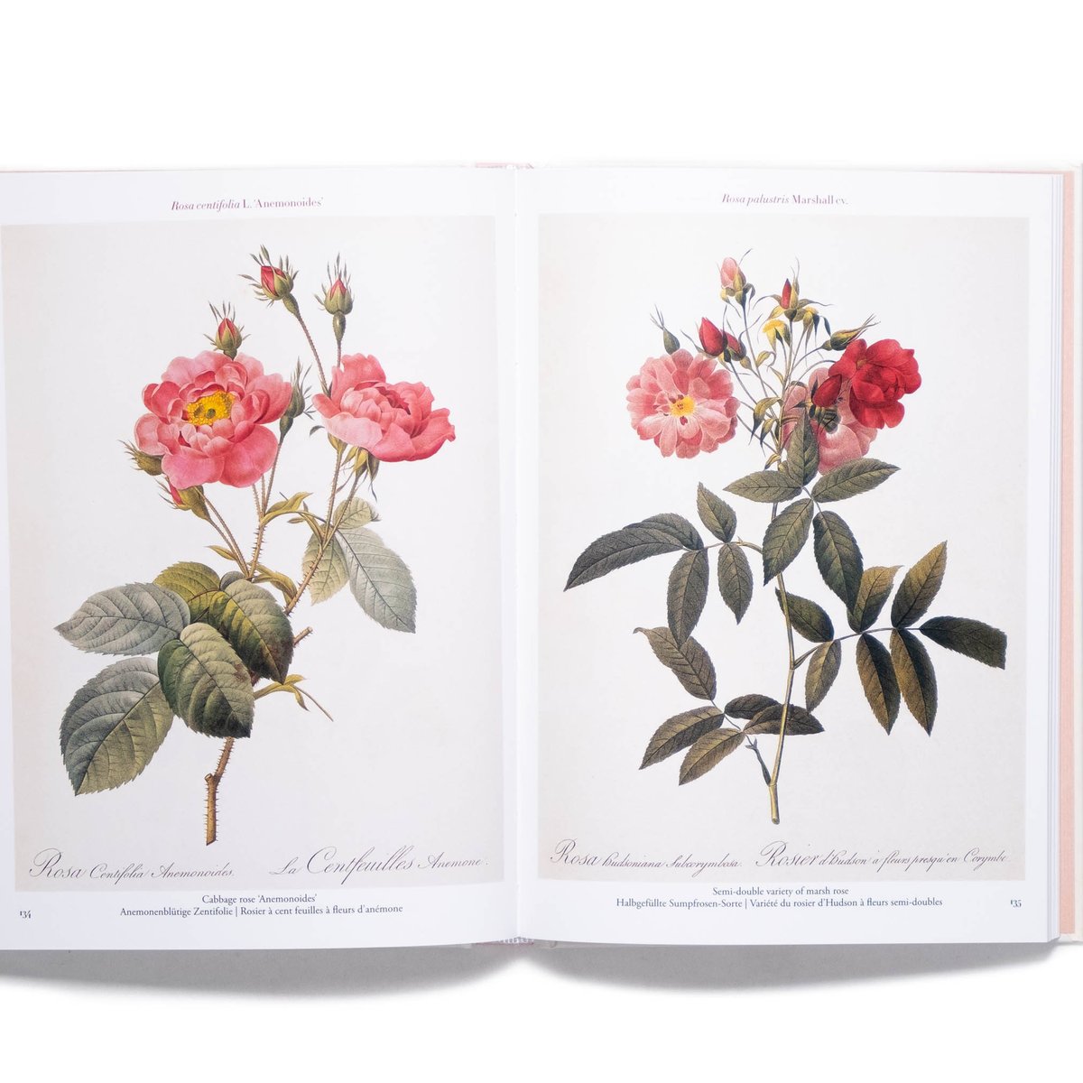 期間限定価格　美品洋書　REDOUTEルドゥーテ画集　ローズ　ボタニカルアート Redouté. Roses | Art Book Iskusstvo