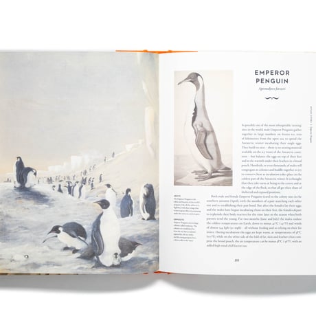 Remarkable Birds